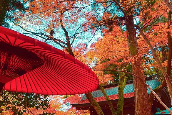 鮮やかに色づいた紅葉と赤い野点傘が彩る有馬の秋の風情