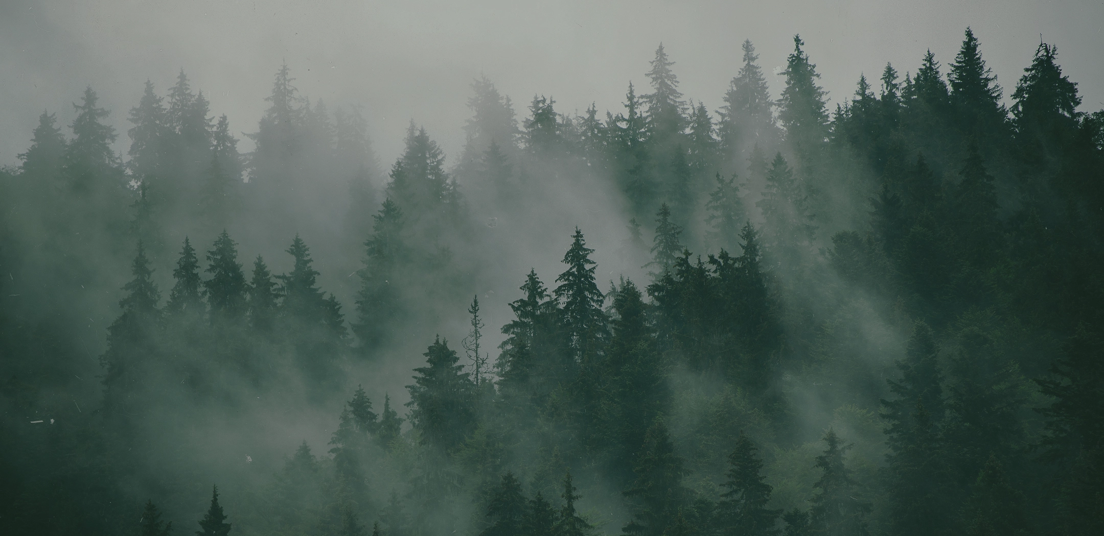 霧に包まれた幻想的な深い杉林の風景。
